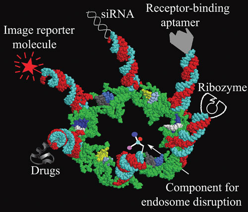 RNA Constructs Thread Translational Needle