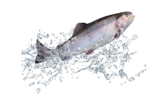 Transgenic Salmon Prove Tough to Tackle