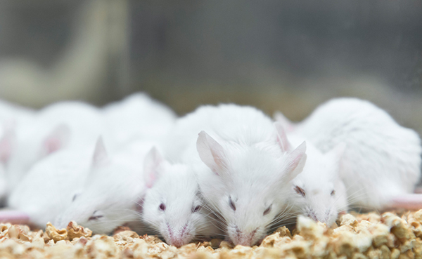 Ensuring the Genetic Integrity of Mouse Breeding Colonies