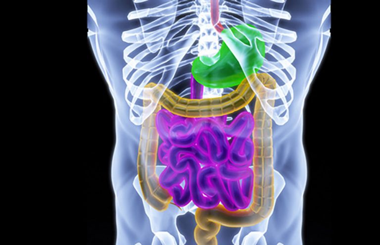 Gut Immune System Cells Act to Regulate Nutrient Uptake in Small Intestine