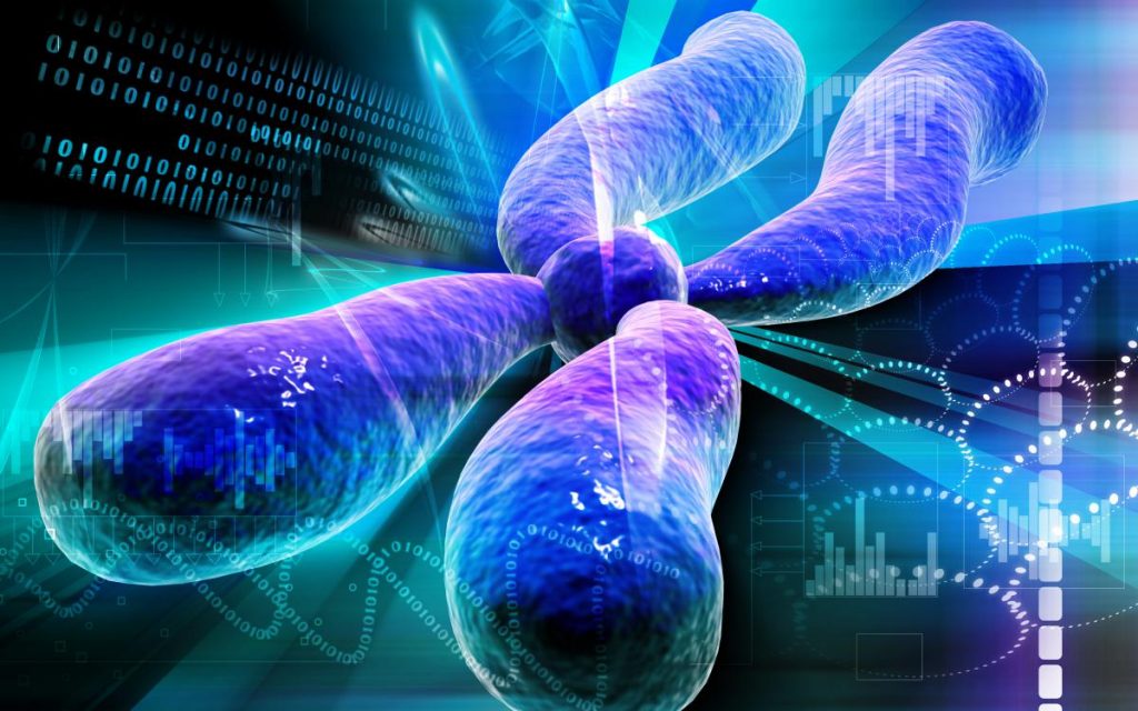 Y Chromosome