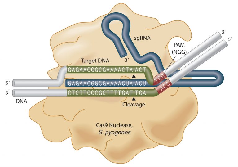 Advertorial: Single Guide, Simplified: EnGen sgRNA Synthesis Kit, <i>S. pyogenes</i>