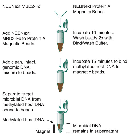 Selective Enrichment of Microbial DNA