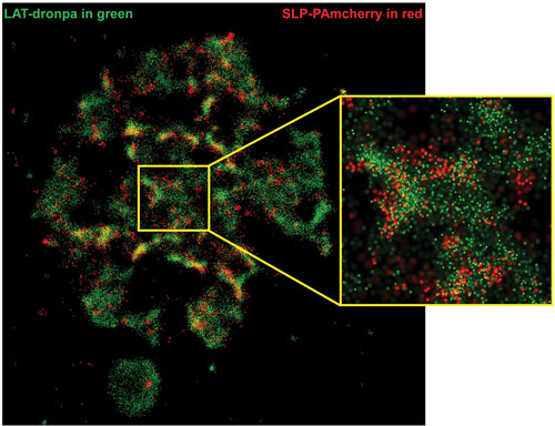 Peering into Subcellular Domains