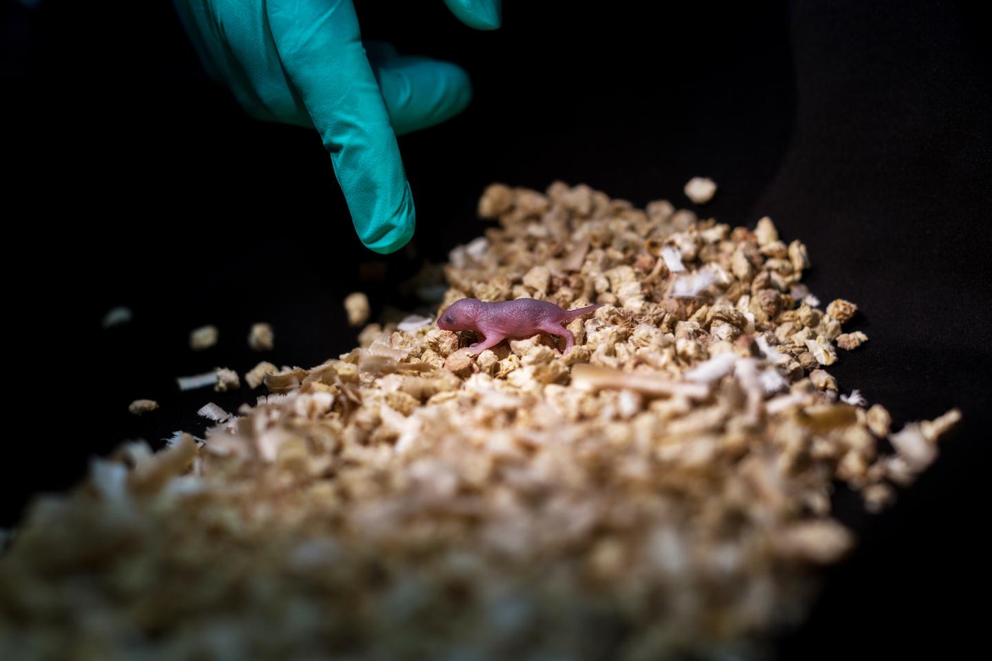 This image shows a bipaternal mouse pup (born to two fathers). [Leyun Wang]