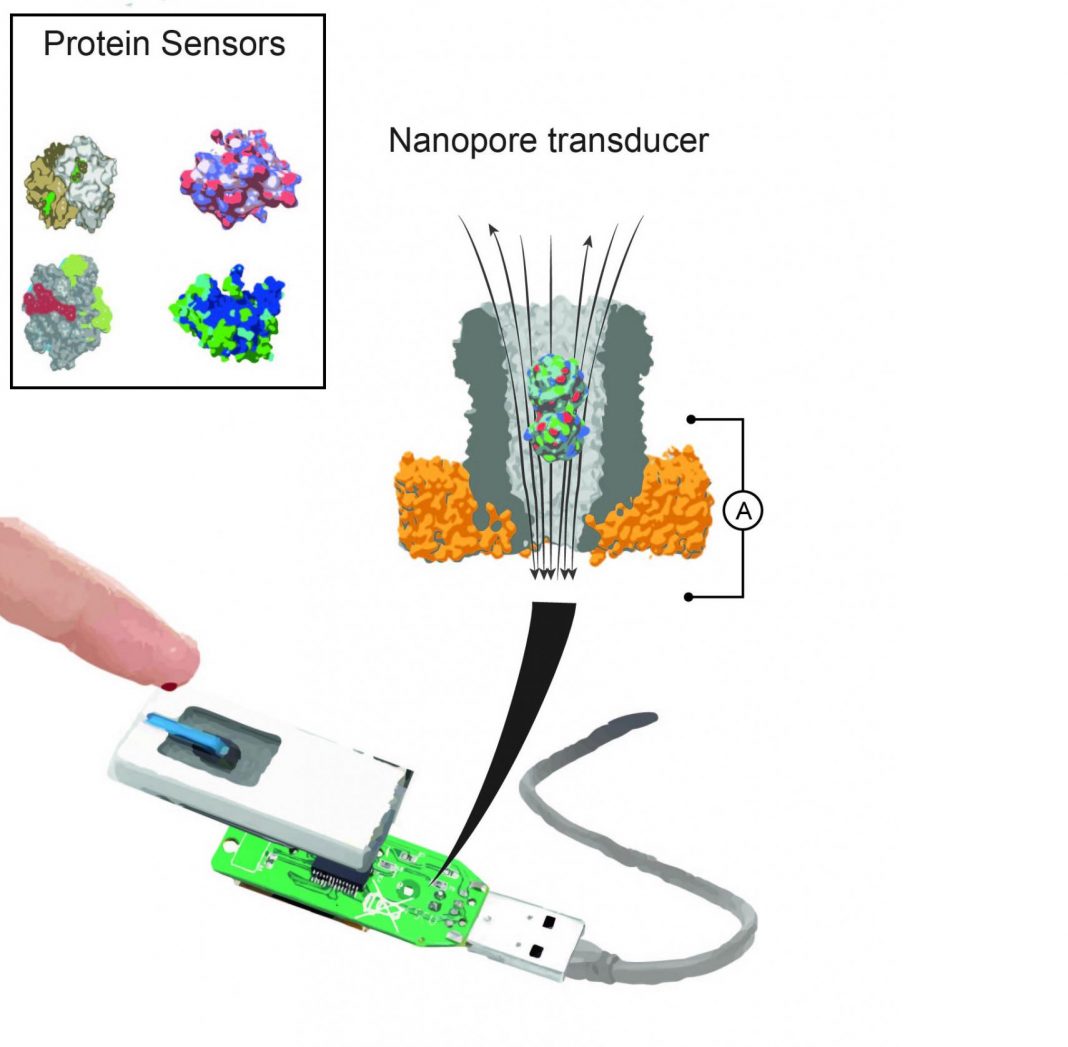 A nanopore device can contain different binding proteins. Once inside the pore