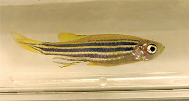 Kinetic Imaging: Using Zebrafish to Study Toxicology