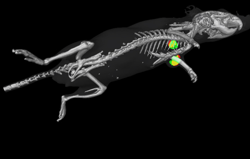 10 Tips for Successful In Vivo Optical Imaging