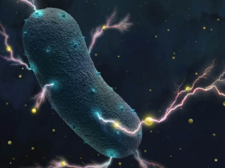 Common Diarrhea-Causing Bacterium Found to Produce Electricity