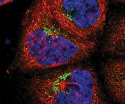 Key Questions for Cell-Line Acquisition, Storage, and Usage