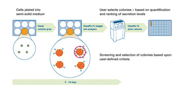 Using ClonePix FL to Assess Monoclonality