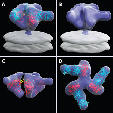 Three-Dimensional Visualization of Viral Structures