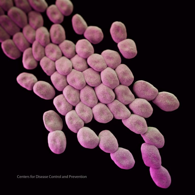 Drug-Resistant Bacteria May Succumb to Antibiotic-Polypeptide Conjugates
