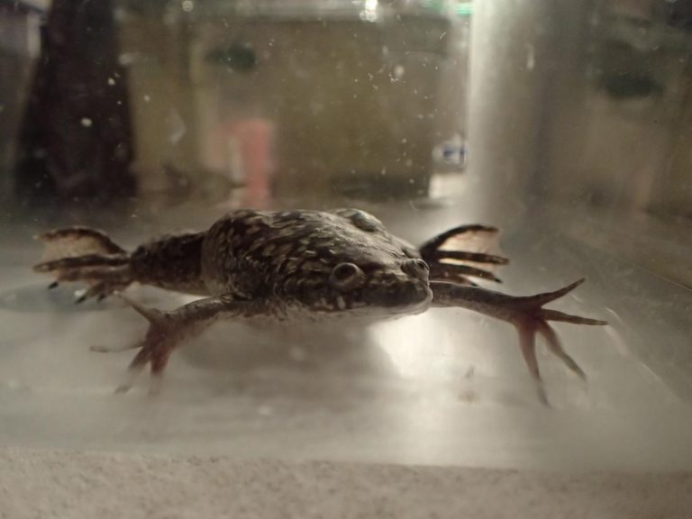 Progesterone Bioreactor Induces Limb Regeneration in Frogs