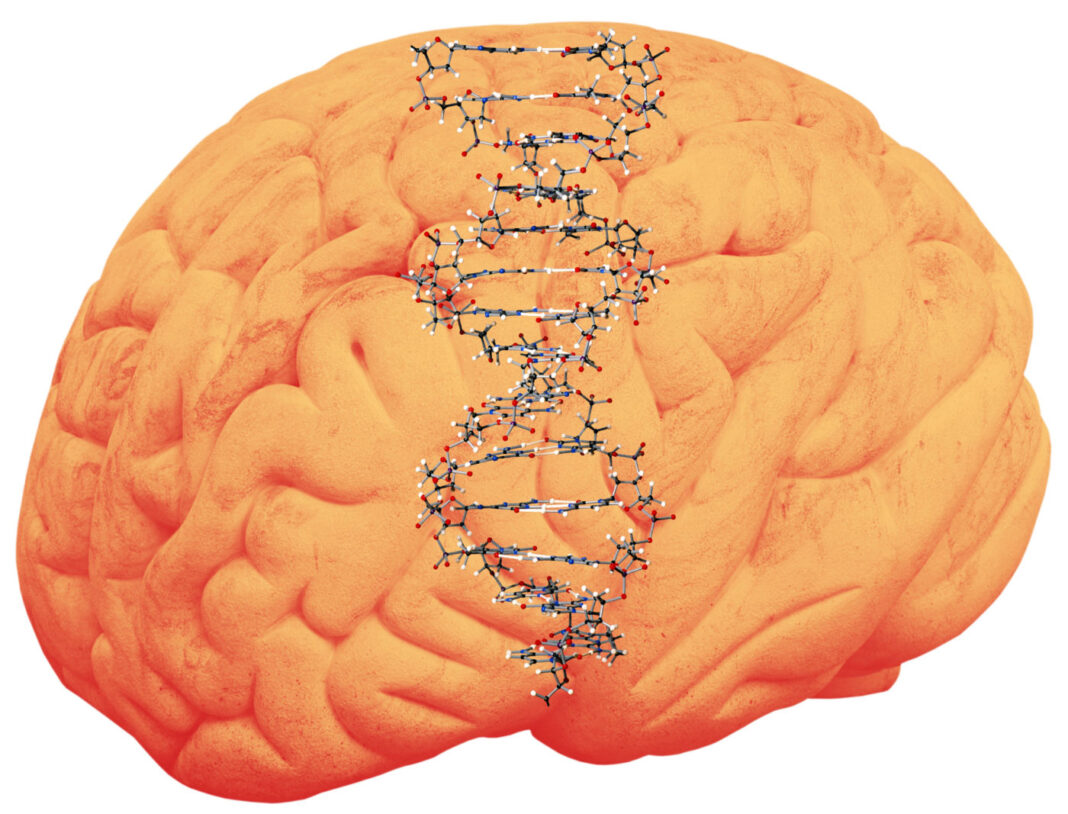Human brain with DNA