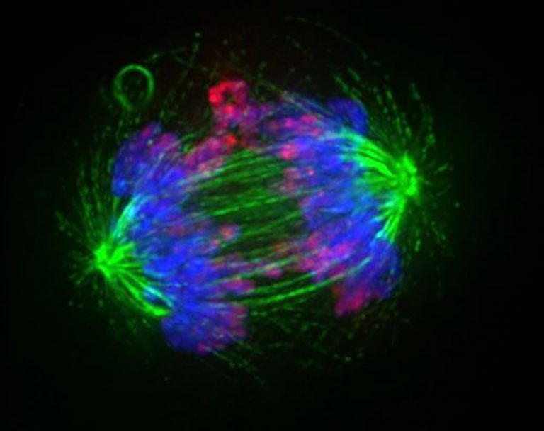 Novel Two-Pronged Method Targets Cancer Cells’ Telomerase and Chromosomes