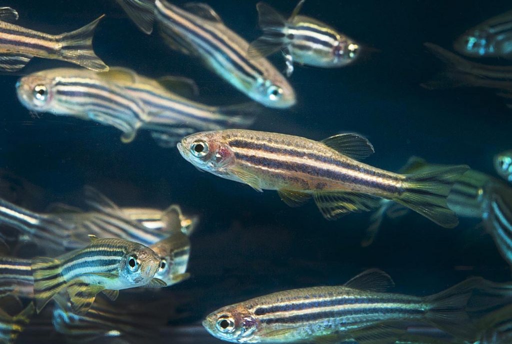 Zebrafish