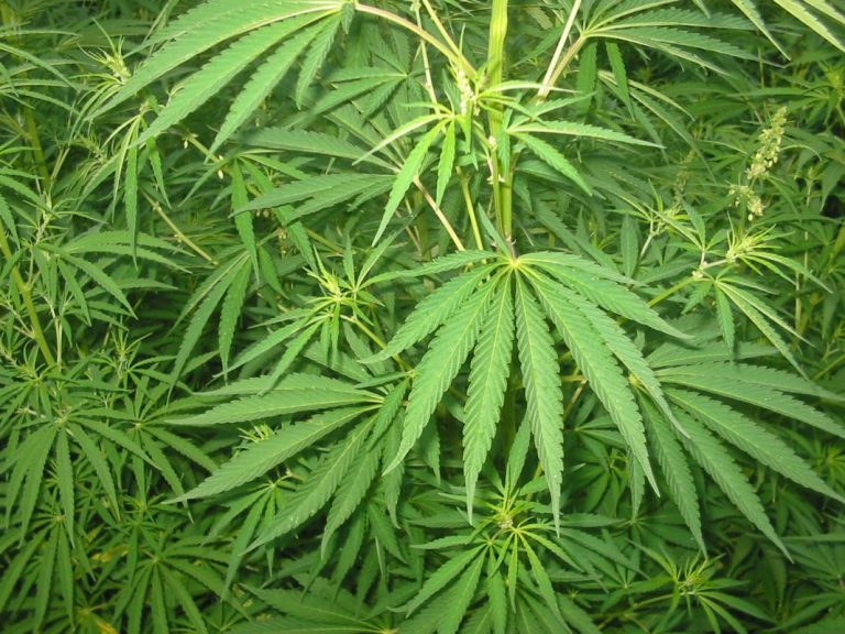 Cannabis Compound Shown to Cause Developmental Defects in Genetically Susceptible Mice