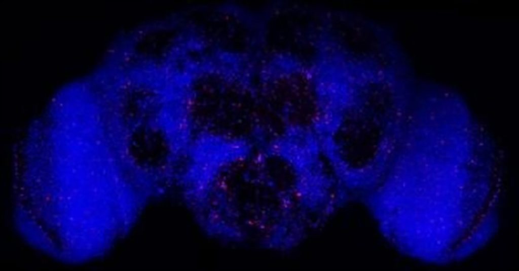 Drosophila Brain