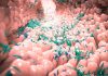 GI GVHD Link to Microbiome Dysbiosis Addressed by Reducing Intestinal Oxygen