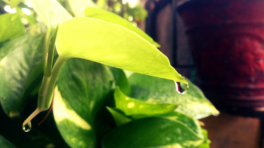 Close-Up Of Water Drop On Leaf