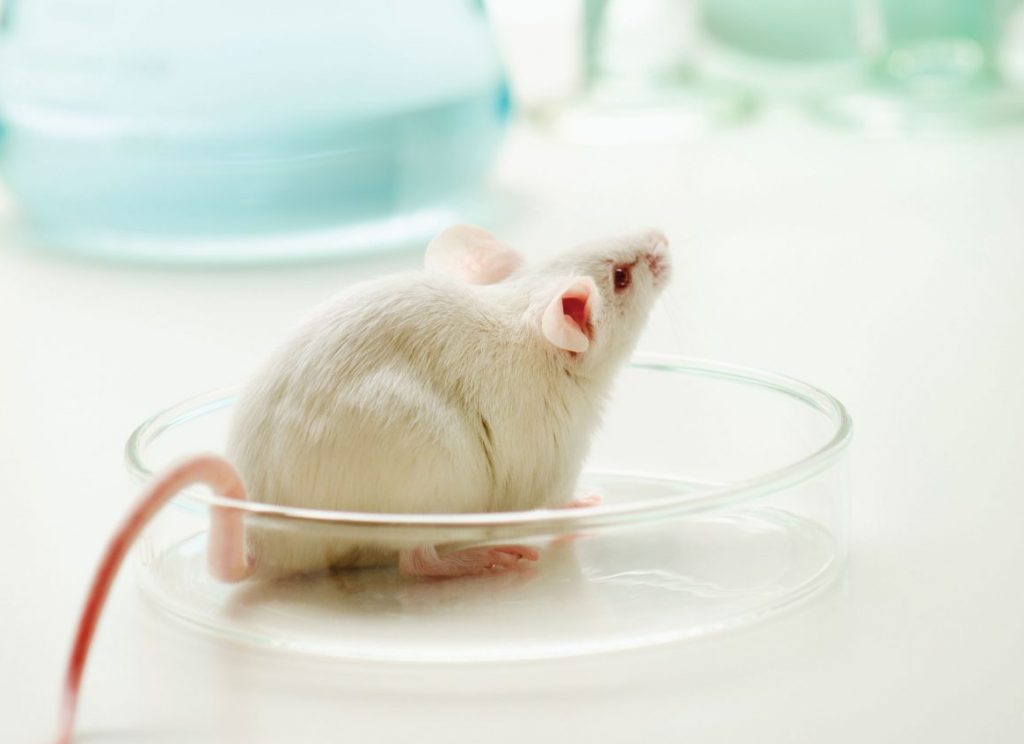 rat in petri dish