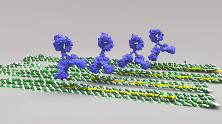 DNA Origami Used to Measure Top Effectiveness of Antibodies