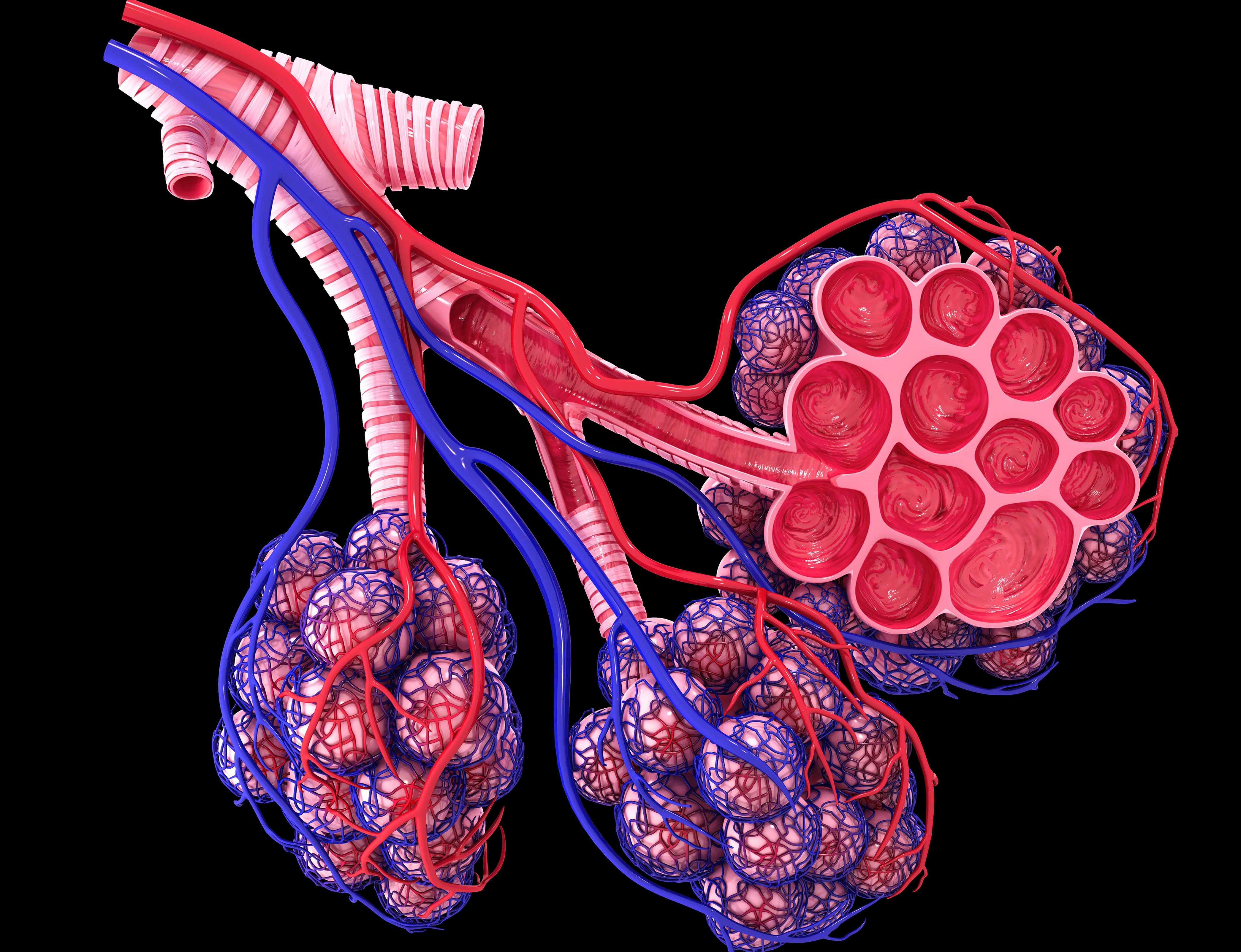 Alveoli Finding May Offer New Opportunities To Treat Lung Damage