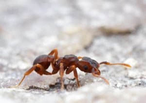 Cyphomyrmex ant