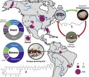Insect diversity map