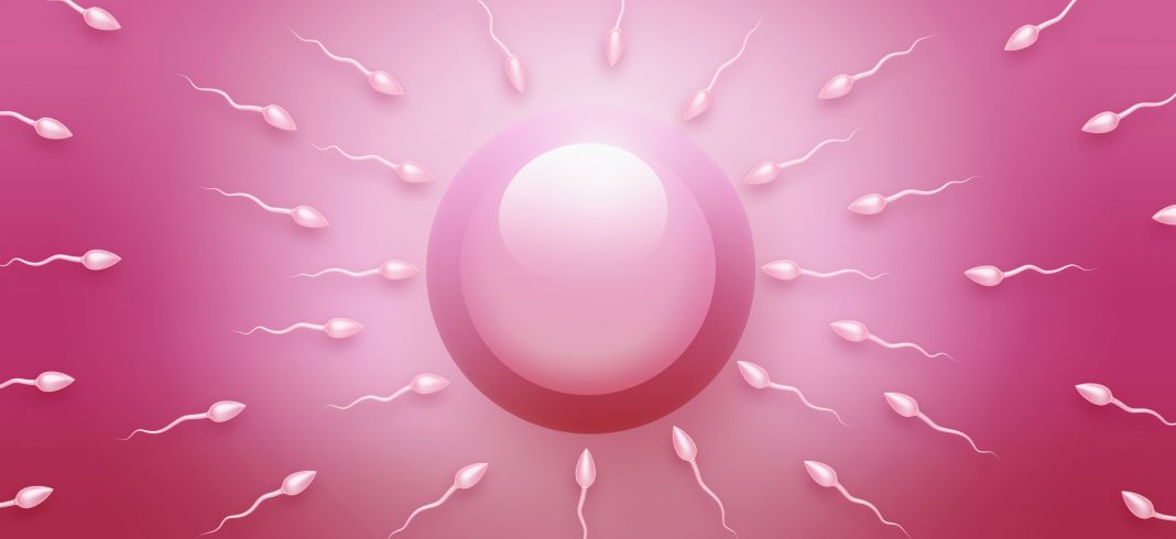 Sperm swimming towards an ovum, directly above