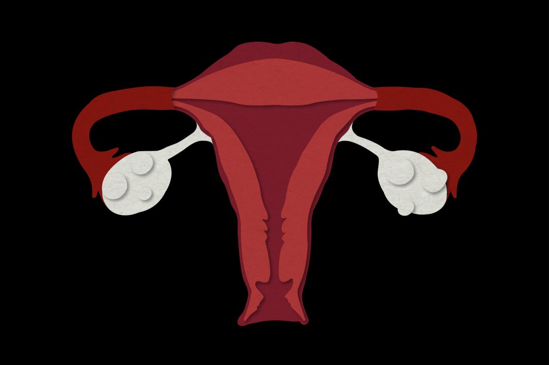 Illustration of ovaries and womb