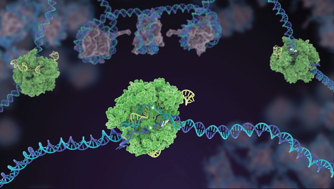 CRISPR-Cas9 protein