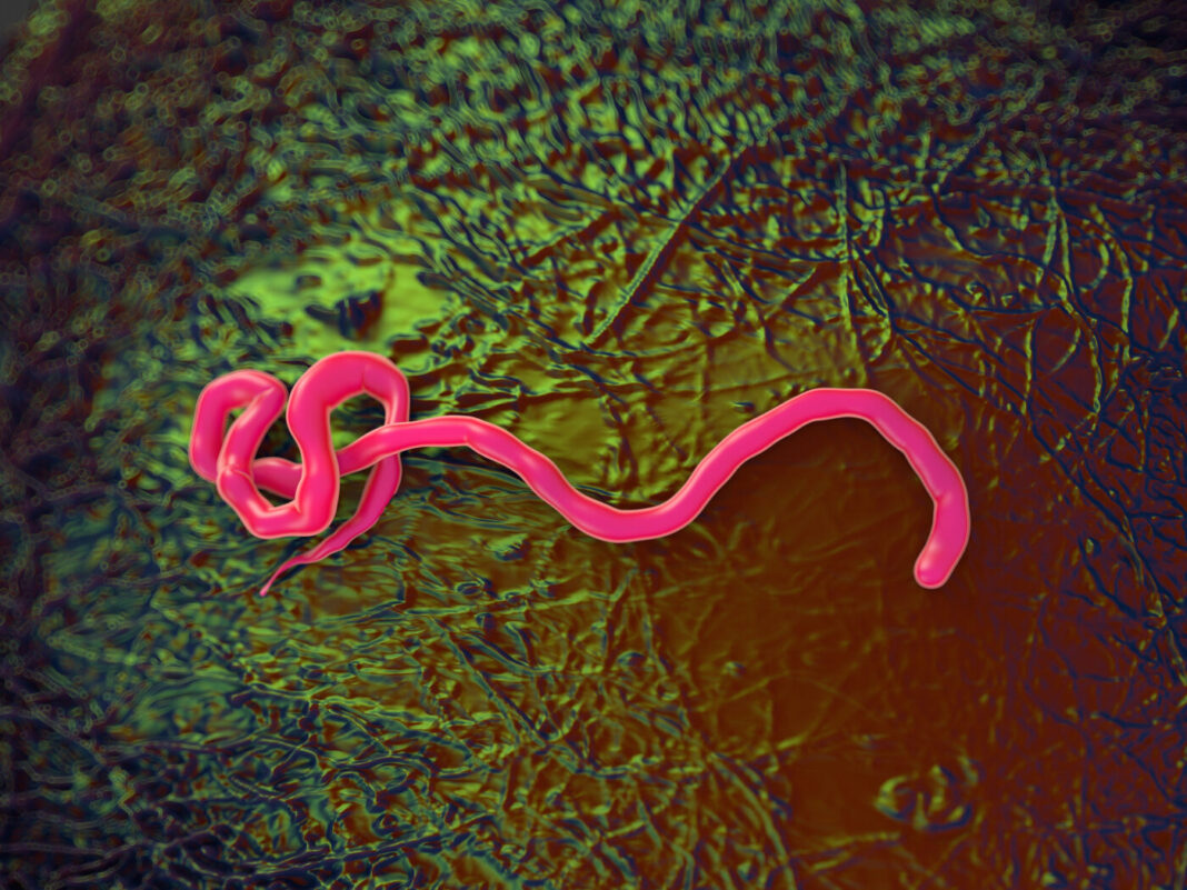 Ebola virus, illustration