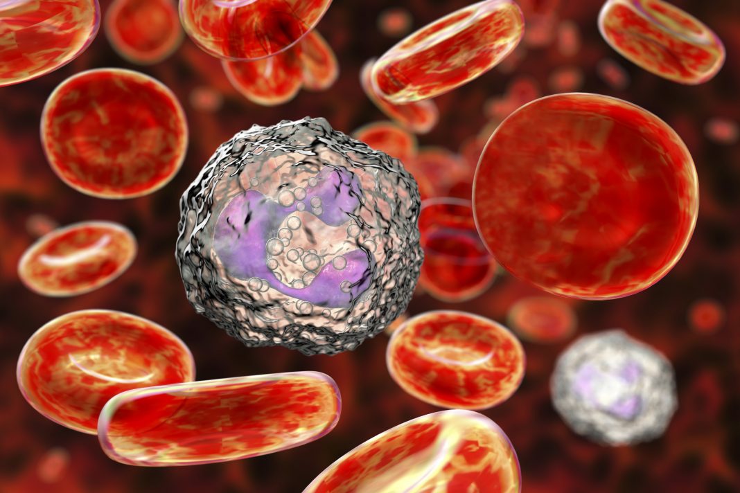 Neutrophil white blood cells, illustration