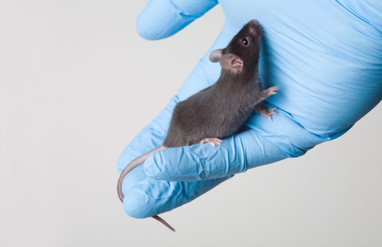 Celiac Disease Researchers Build a Better Mouse