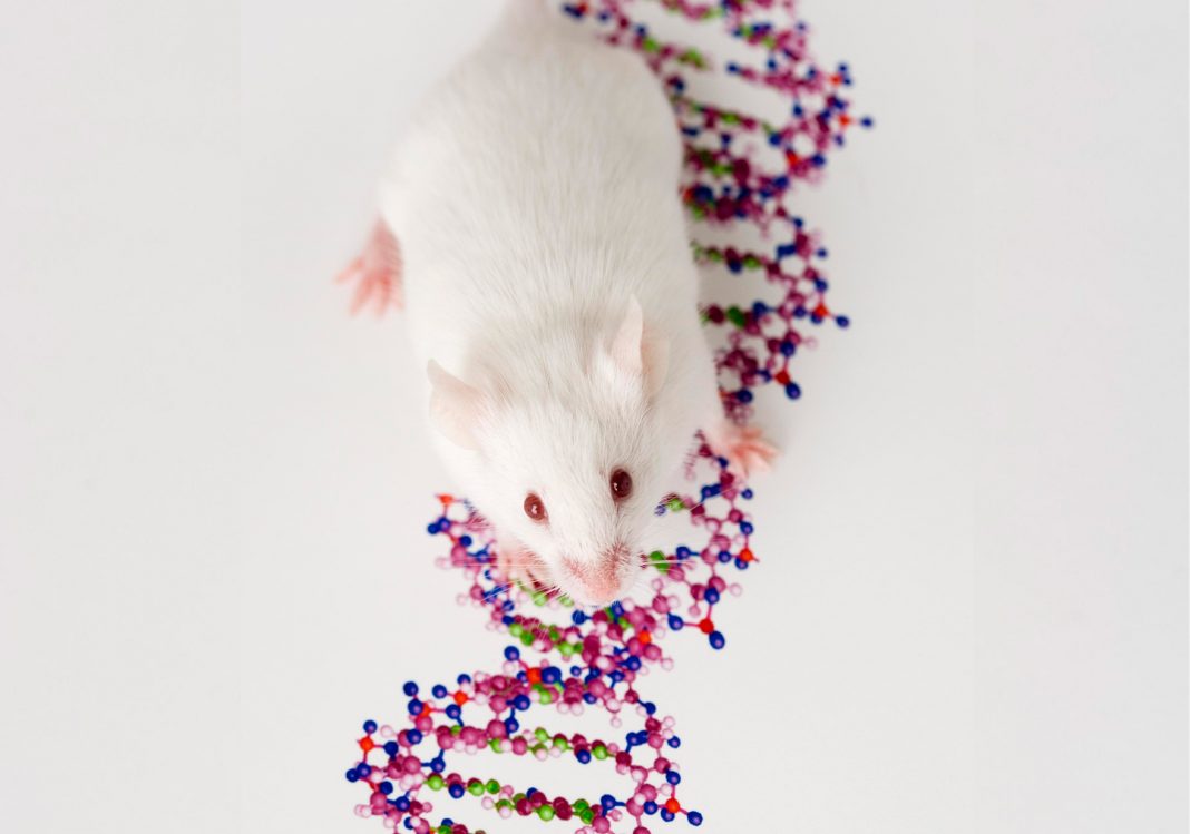 Mouse on DNA