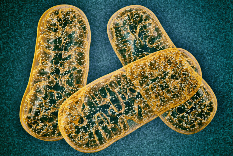 Novel Insights into the Organization of Proteins in Mitochondria