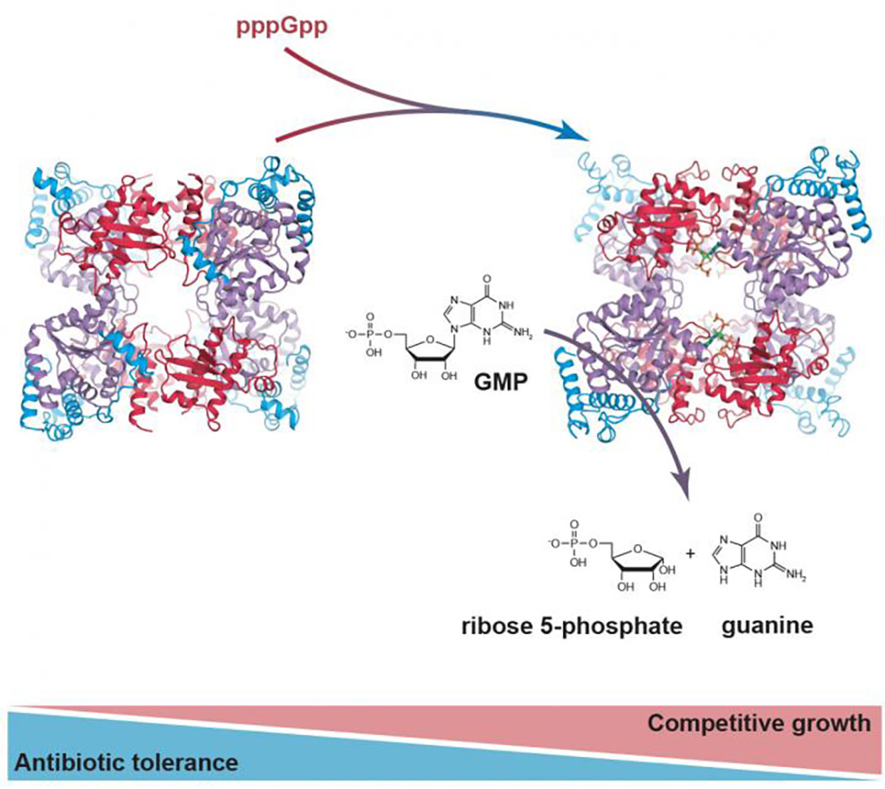 The Enzyme PpnN Binds pppGpp (IMAGE)