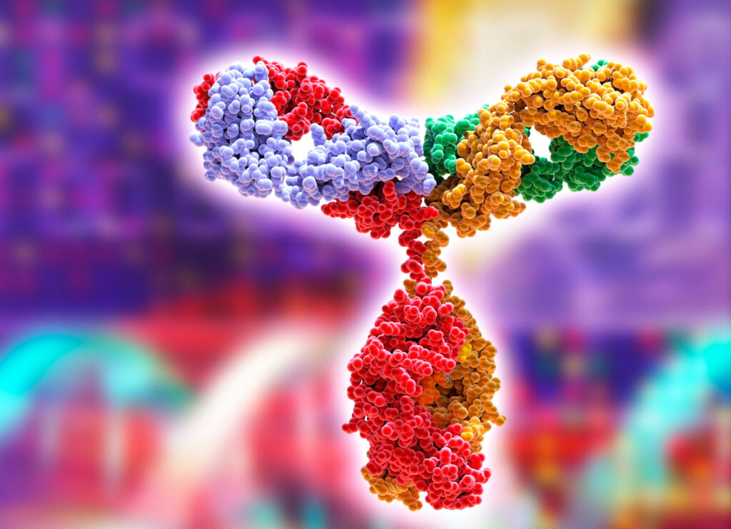 Immunoglobulin G antibody molecule