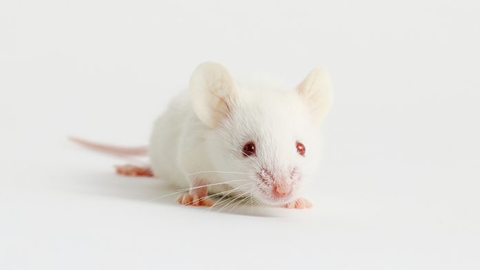 White lab rat