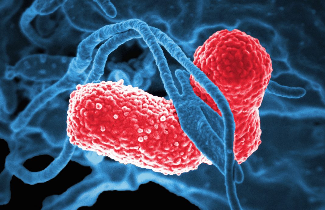 Colorized SEM of a human neutrophil white blood cell (blue) interacting with two rod-shaped, multidrug-resistant (MDR) Klebsiella pneumoniae bacteria (blue)