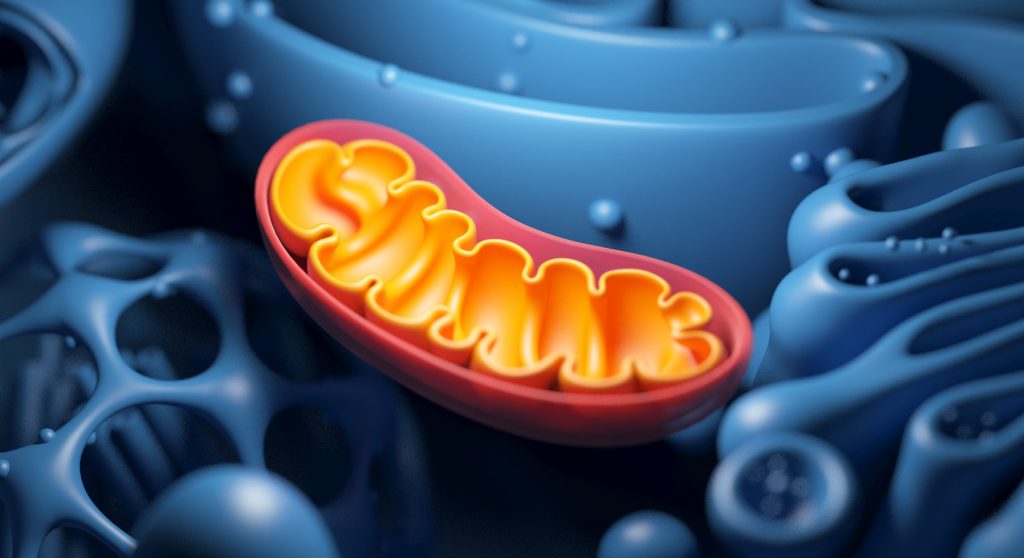 Cell structure and mitochondrion, illustration