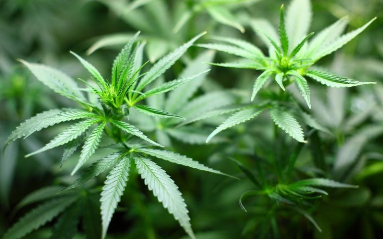 Cannabis During Pregnancy Alters Offspring’s Brain in Rats