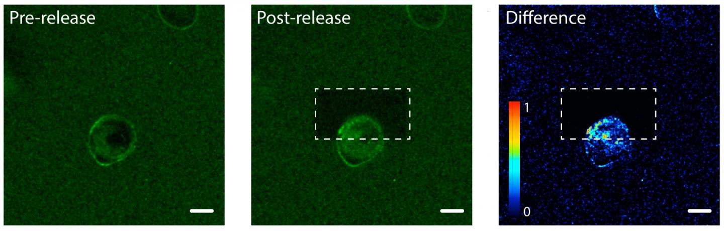 Photorelease on One Side of Cell 