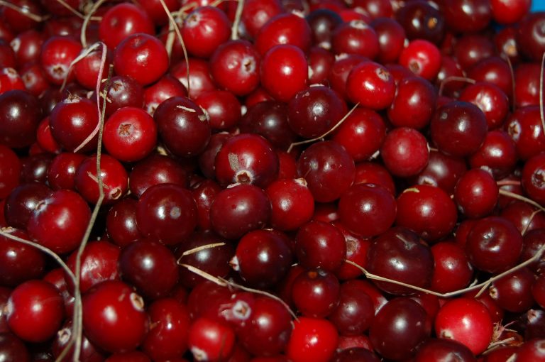 Cranberry-Antibiotic Cocktail May Overcome Bacterial Resistance