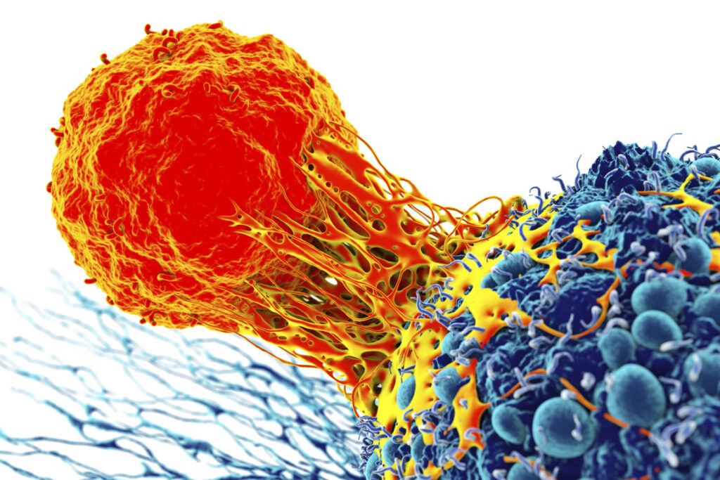 Cancer cell and T cell, illustration