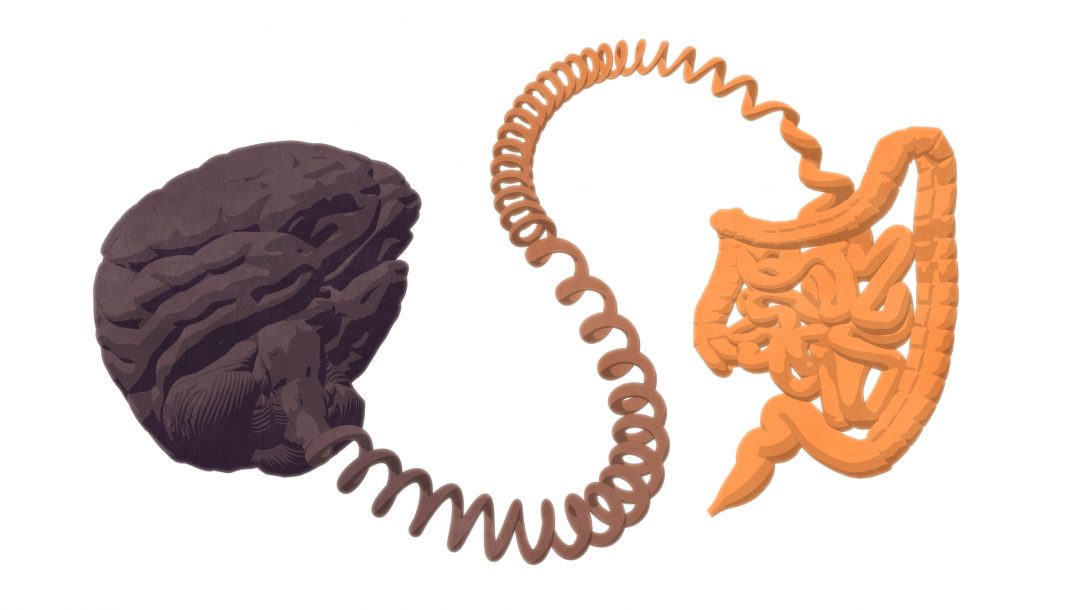 Gut–brain axis. The gut-brain connection.