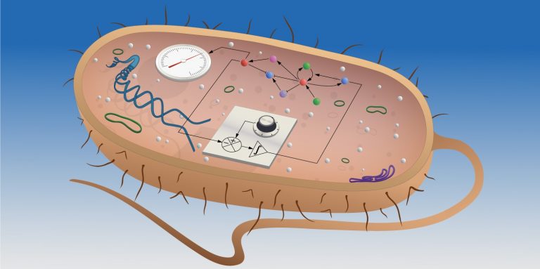 Biological Cruise Control Engineered into Living Cells