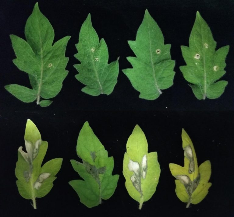 Shape Shifting Immune Receptors Protect Plants from Microbes